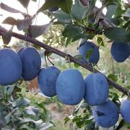 Саженец Слива Чачакская ранняя (тип венгерка)